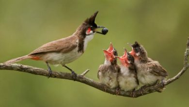 Photo of Rezeki Setiap Orang Sudah di Takar dan Tidak Akan Tertukar